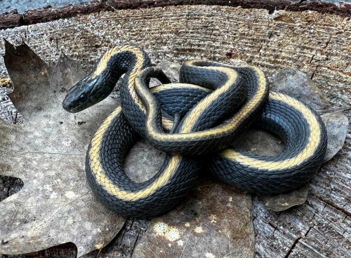 Santa Cruz Garter Snake